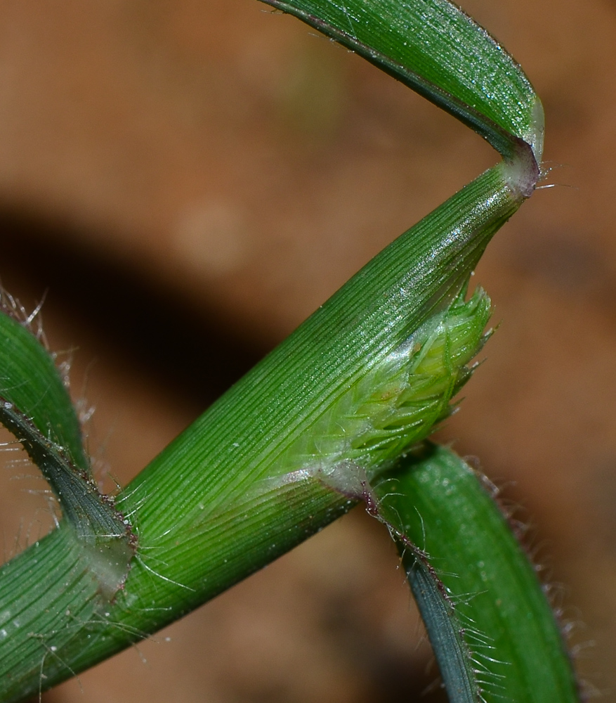 Изображение особи Dactyloctenium aegyptium.