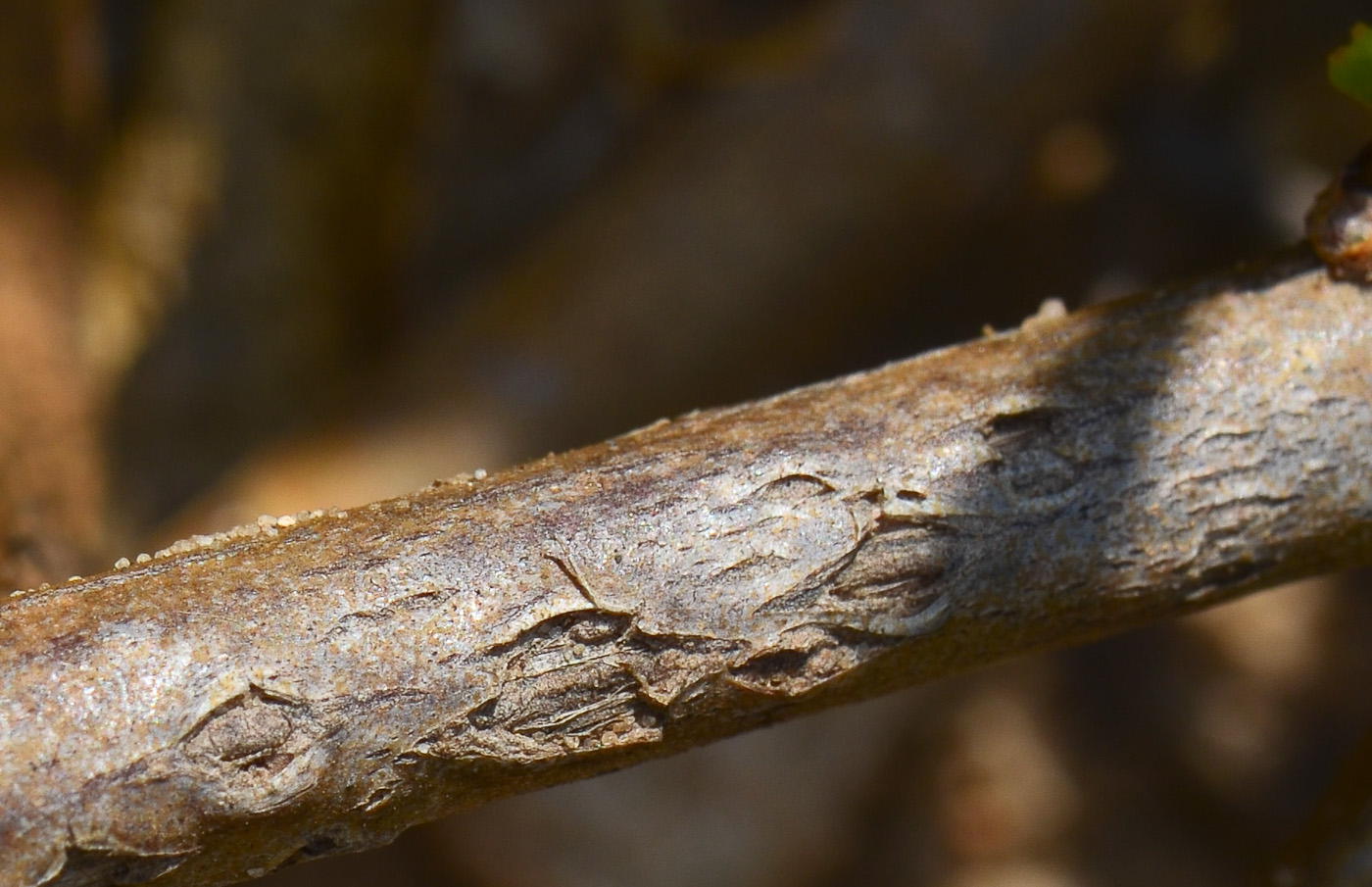 Image of Scaevola crassifolia specimen.