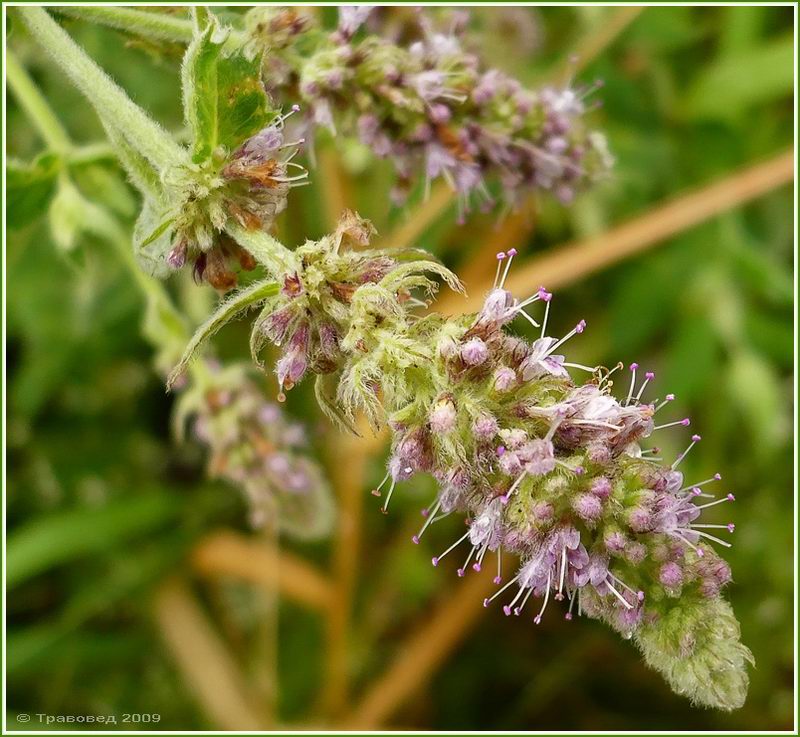 Image of Mentha longifolia specimen.