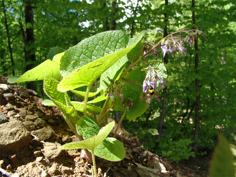 Изображение особи Trachystemon orientalis.