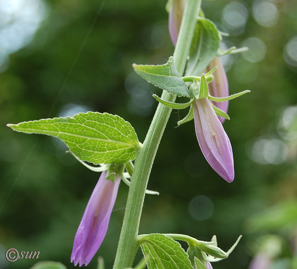 Image of Campanula rapunculoides specimen.