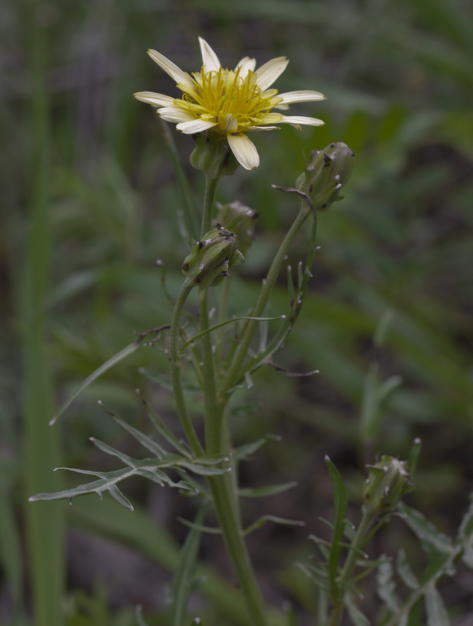 Image of Scorzonera laciniata specimen.