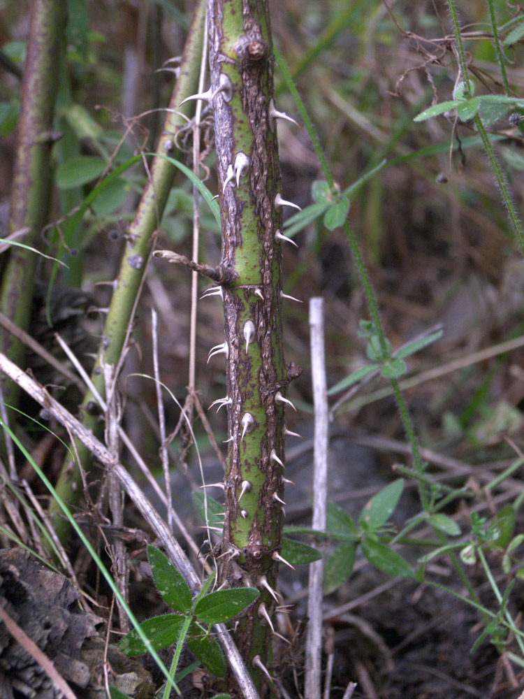 Image of Rosa mollis specimen.