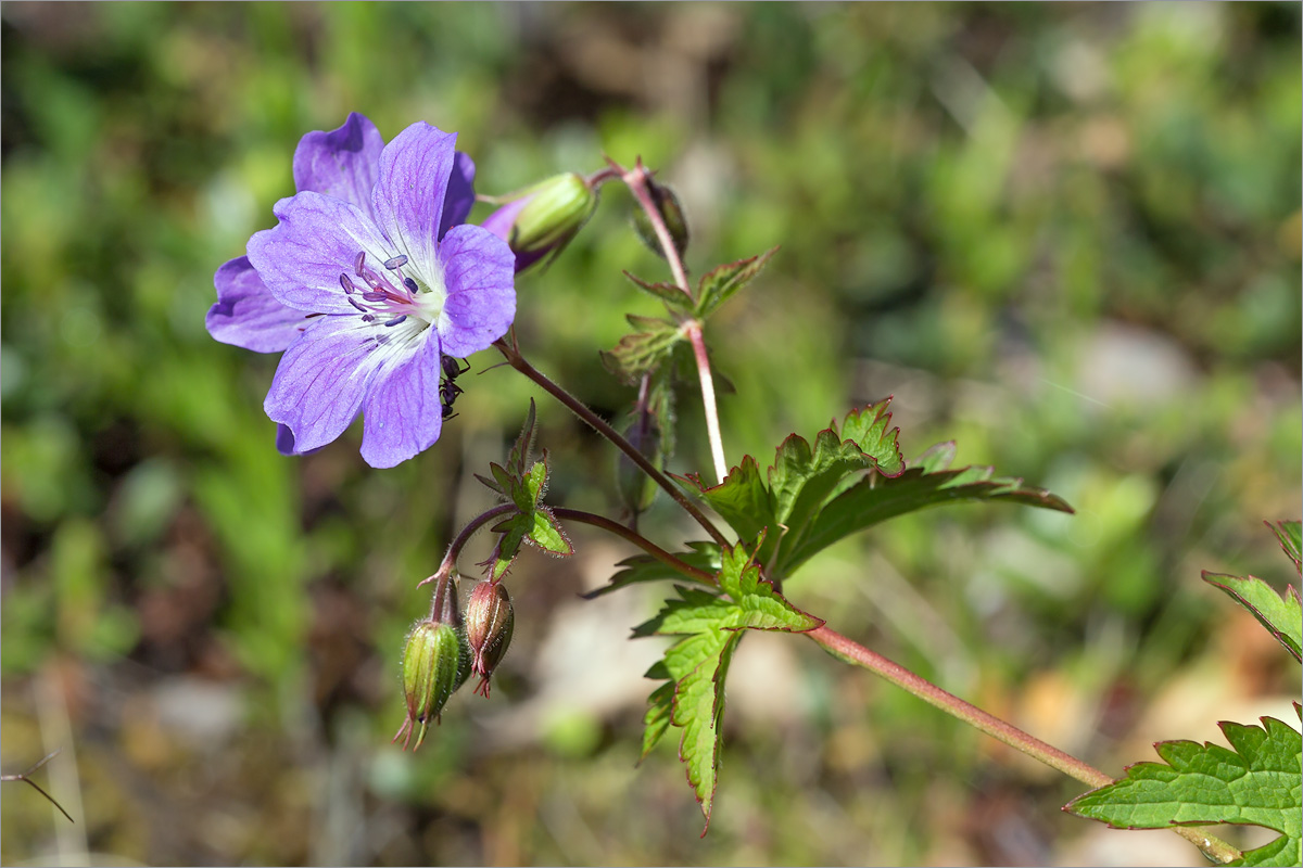 Изображение особи Geranium sylvaticum.