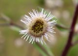 Erigeron acris. Соцветие-корзинка. Новгородская обл., Боровичский р-н, западнее г. Боровичи, на вырубке. 20.06.2015.