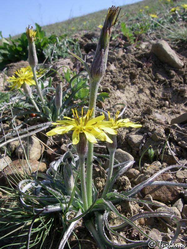 Image of Scorzonera mollis specimen.