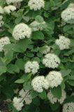 Viburnum lantana