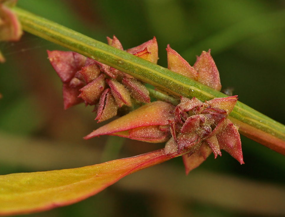 Image of Atriplex patula specimen.