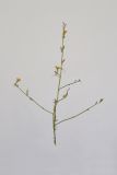 Chondrilla juncea. Верхушка цветущего растения. Республика Молдова, пригород Кишинёва. 10 августа 2009 г.