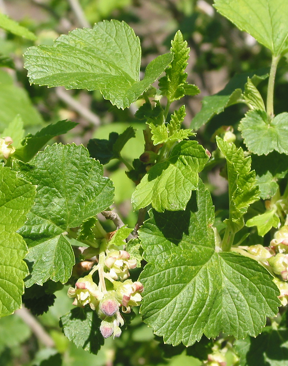 Image of Ribes nigrum specimen.