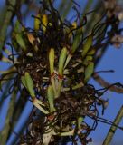 Hakea chordophylla. Завязавшиеся плоды. Израиль, Шарон, пос. Кфар Монаш, ботанический сад \"Хават Ганой\". 15.12.2015.