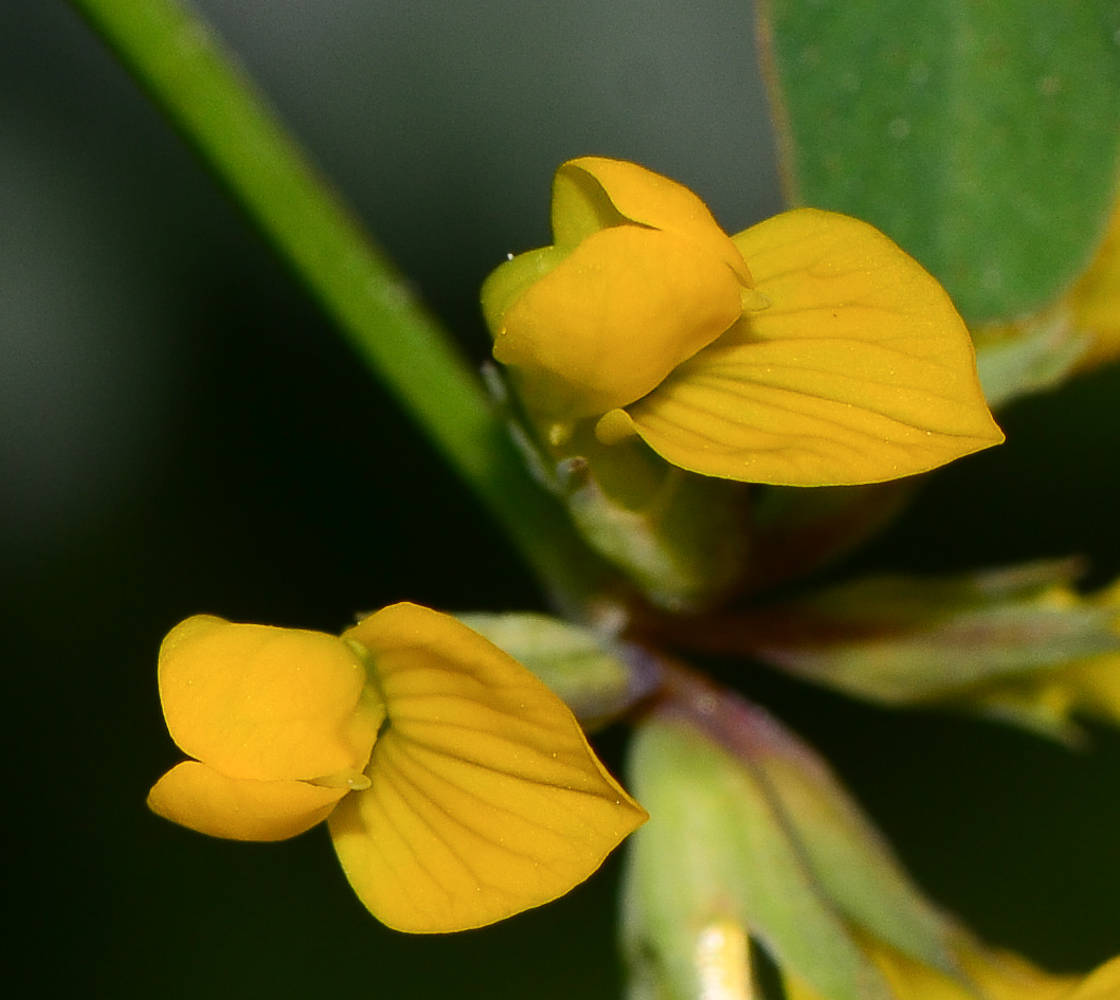 Изображение особи Hippocrepis multisiliquosa.