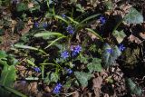 Scilla bifolia. Цветущие растения. Внутренняя гряда Крымских гор в р-не пещерного г. Мангуп-Кале. Конец апреля 2008 г.