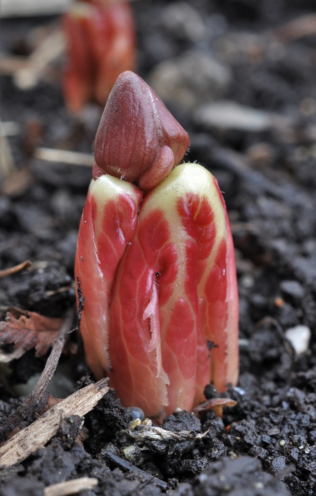 Image of Sinopodophyllum hexandrum specimen.