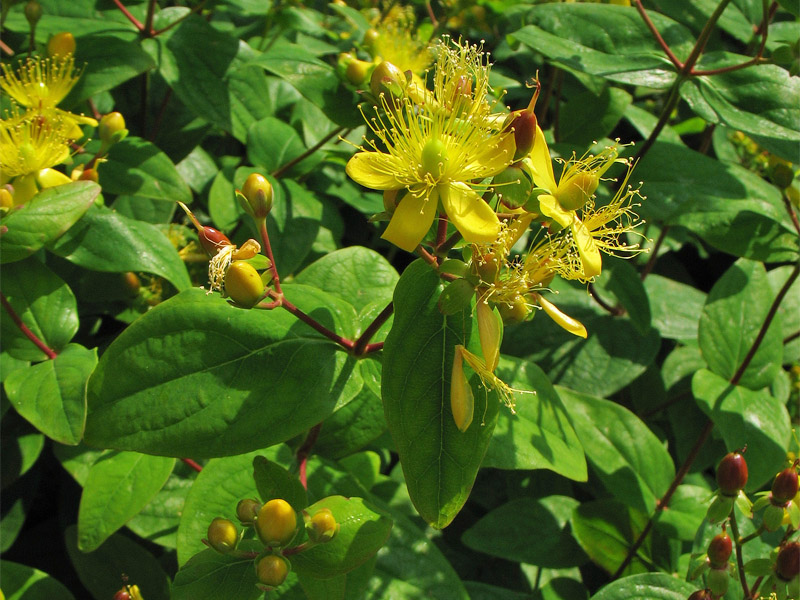 Image of Hypericum androsaemum specimen.