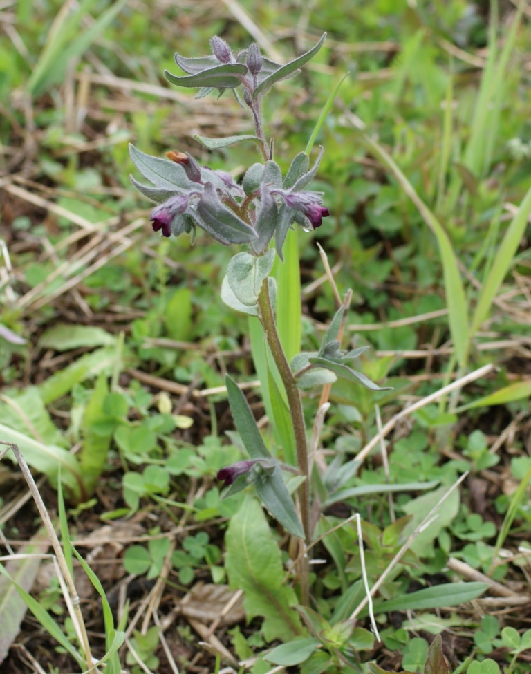 Image of Nonea rossica specimen.