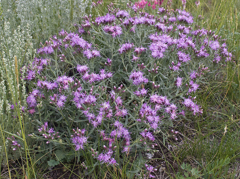 Image of Saussurea salicifolia specimen.