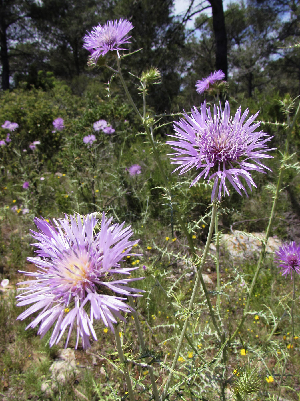 Image of Galactites tomentosus specimen.