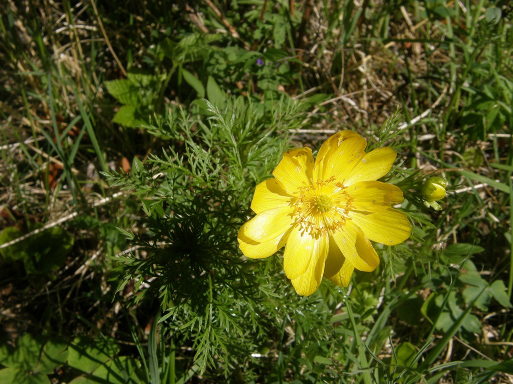 Image of Adonis apennina specimen.