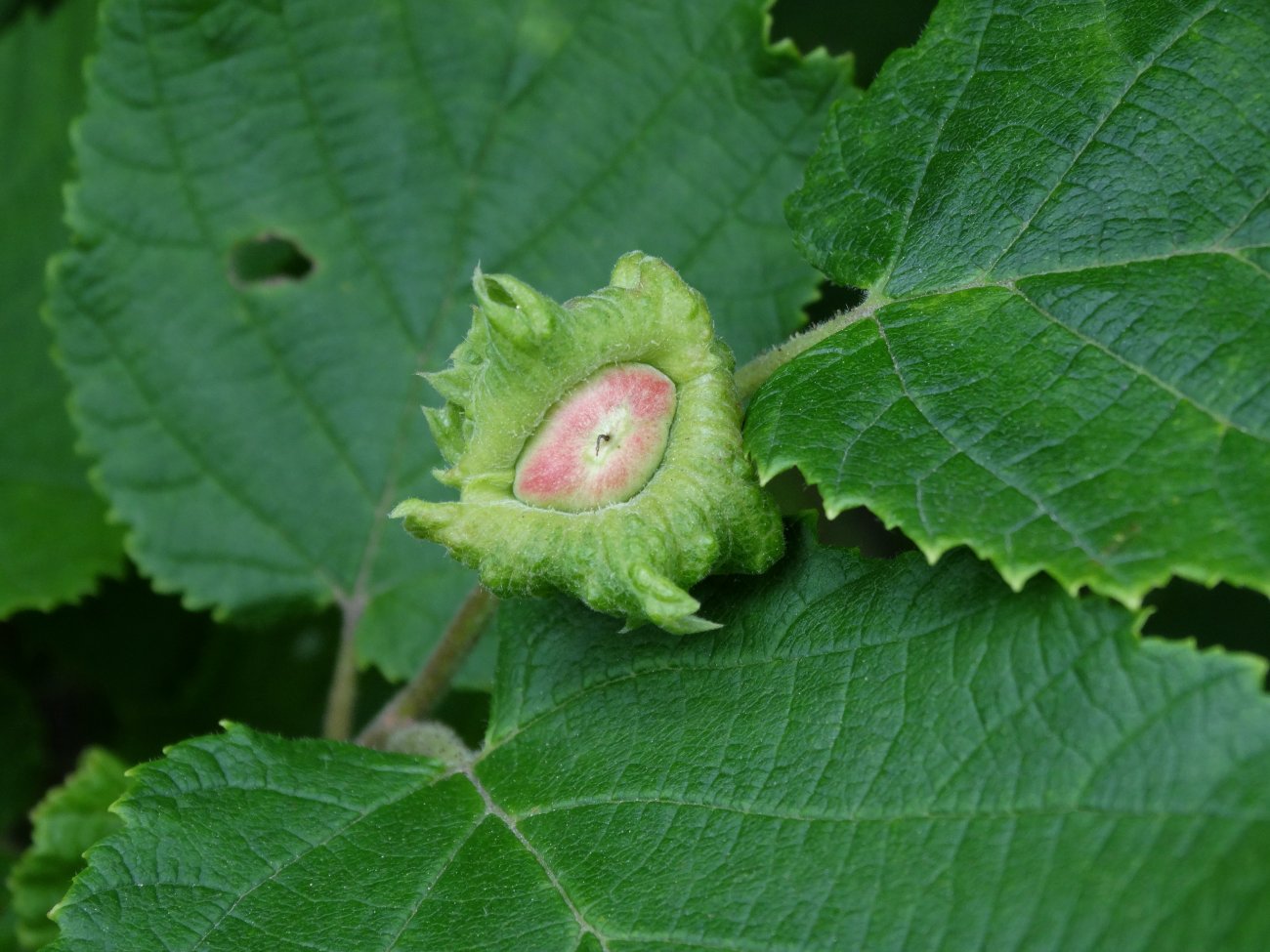 Image of Corylus heterophylla specimen.