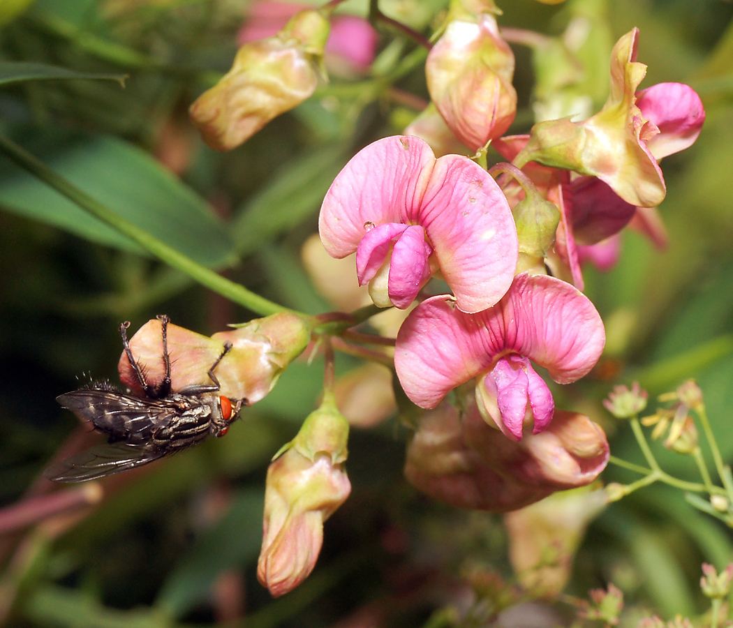 Изображение особи Lathyrus sylvestris.