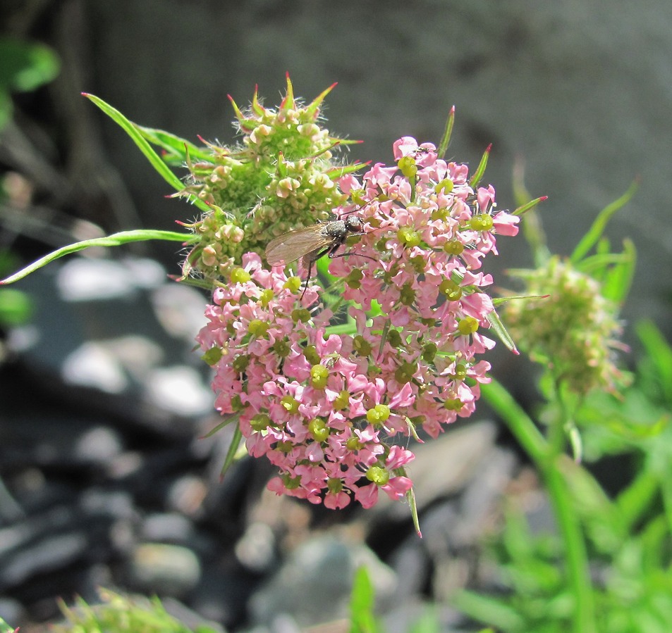 Изображение особи Chaerophyllum rubellum.