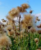 Cirsium setosum