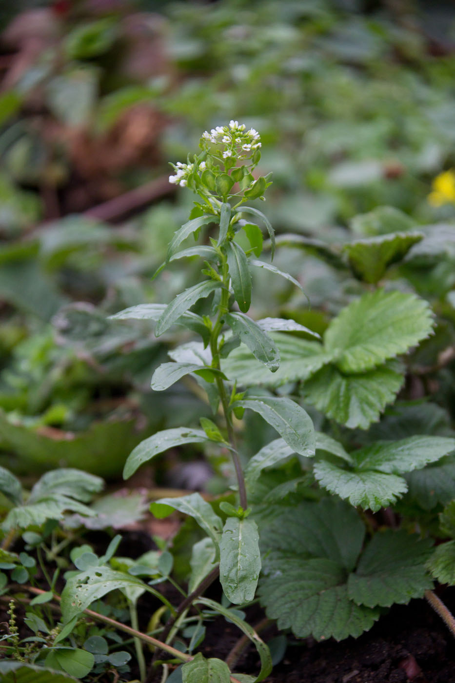 Image of Thlaspi arvense specimen.