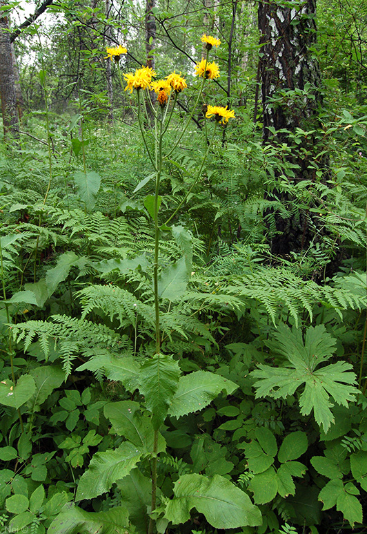 Image of Crepis sibirica specimen.