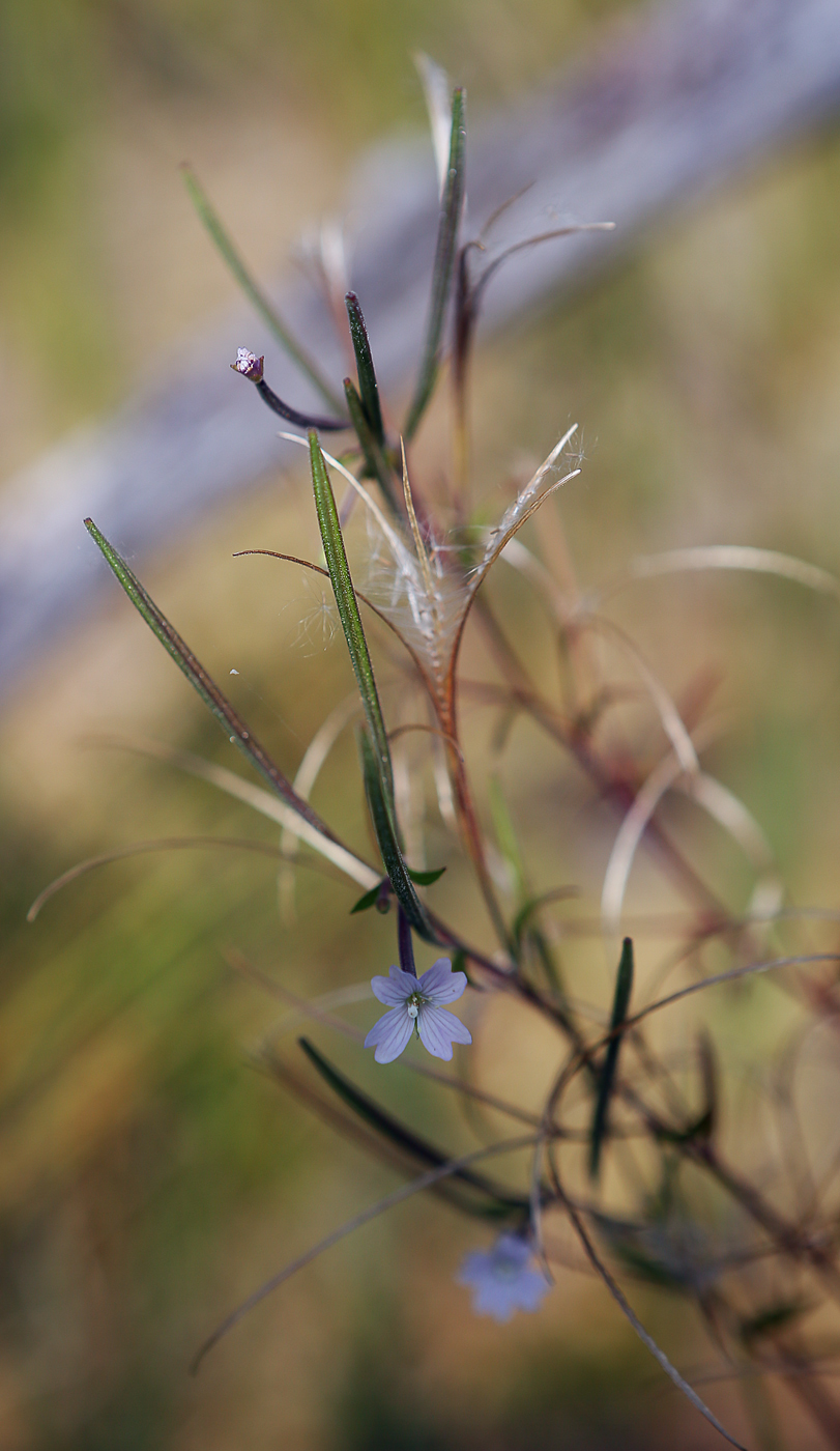 Image of Epilobium palustre specimen.