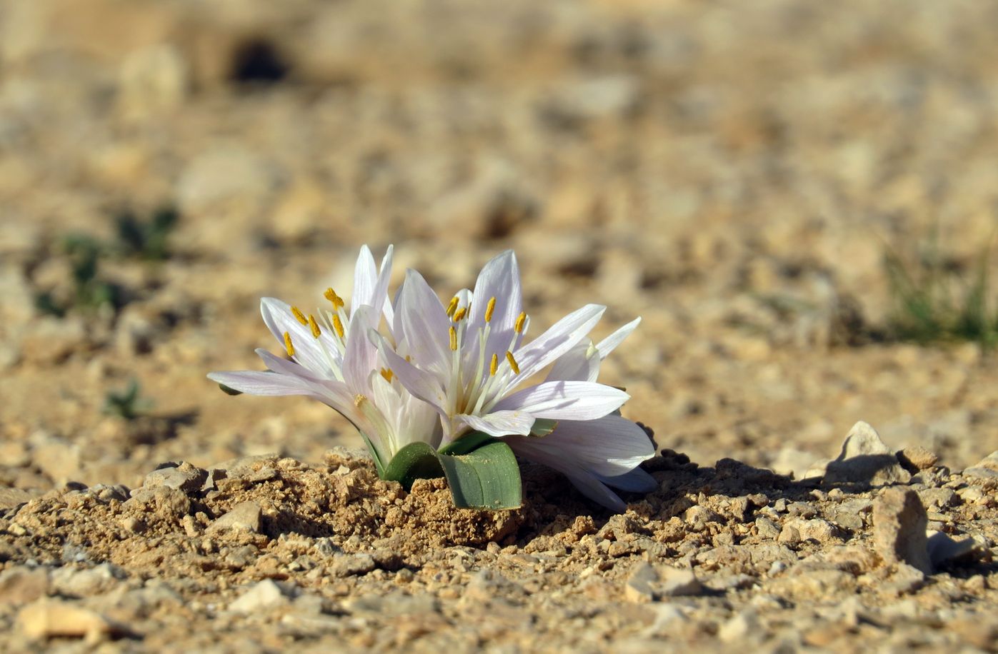 Image of Colchicum ritchiei specimen.