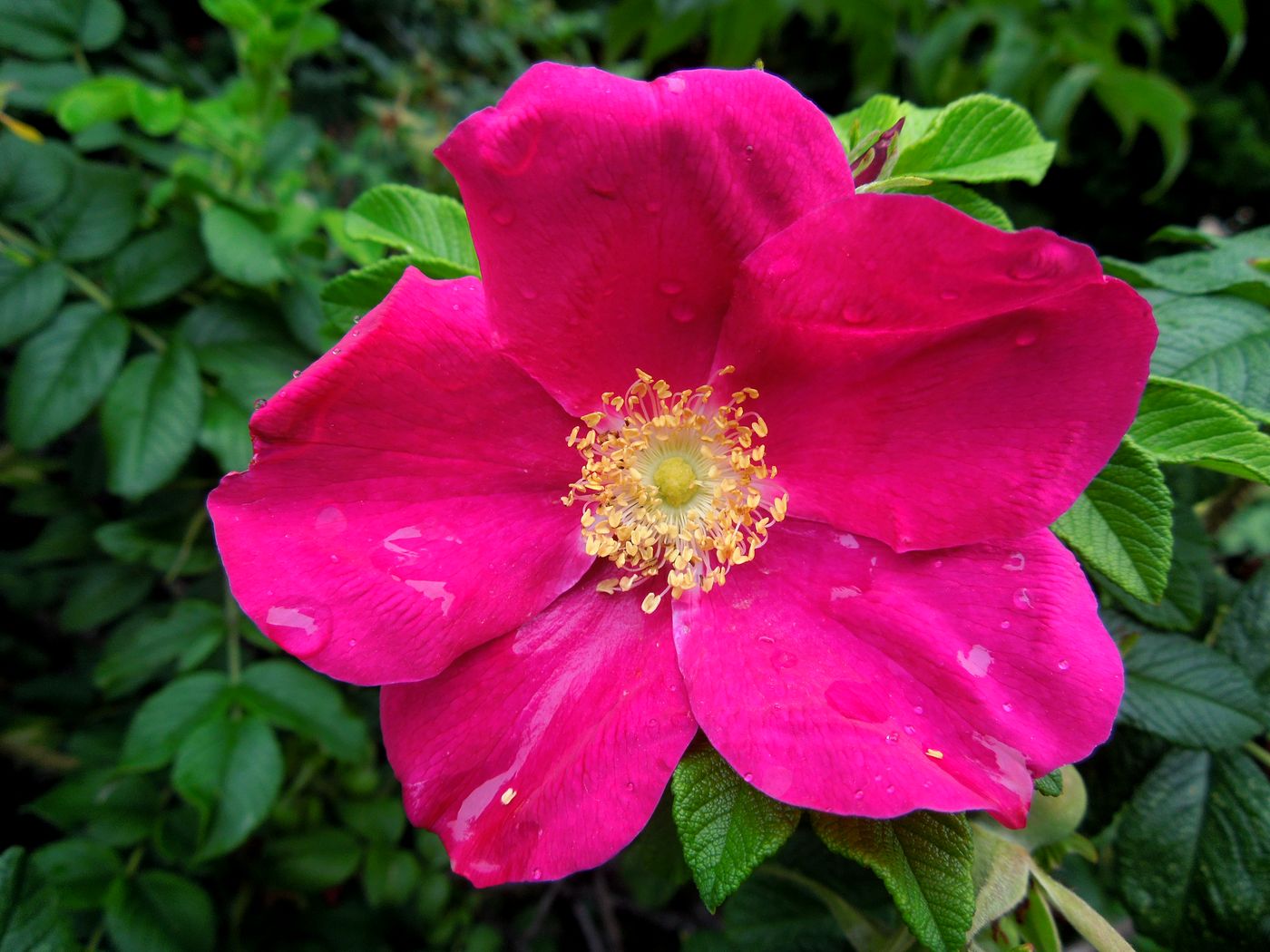 Image of Rosa rugosa specimen.