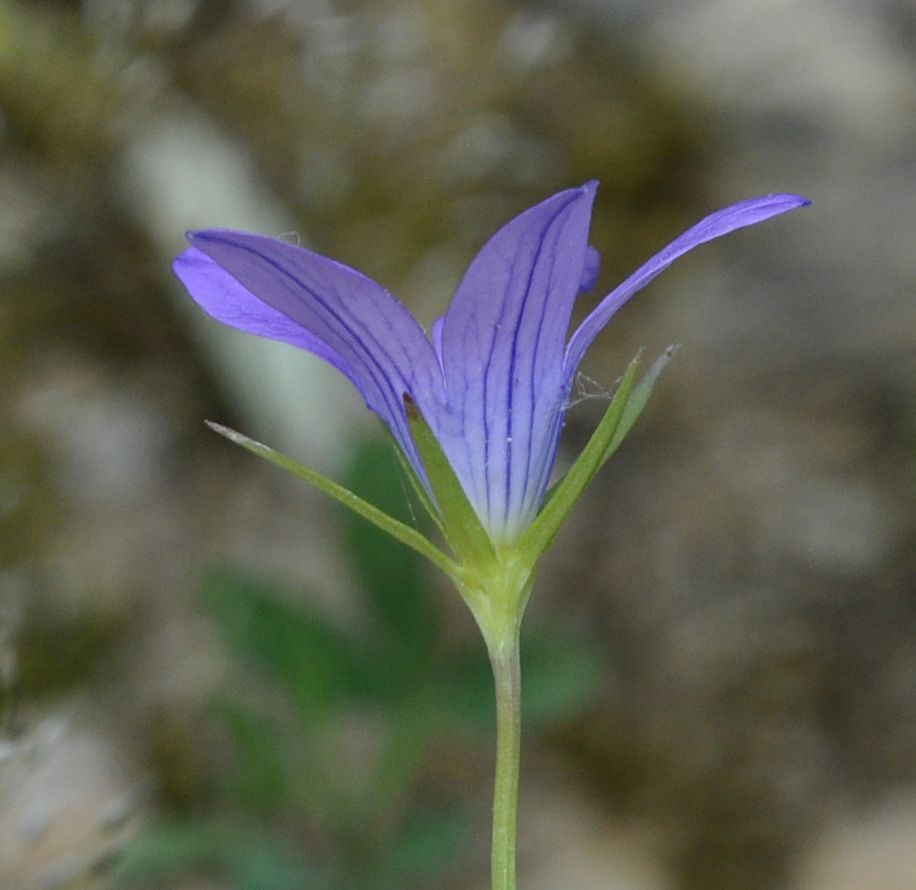 Image of genus Campanula specimen.