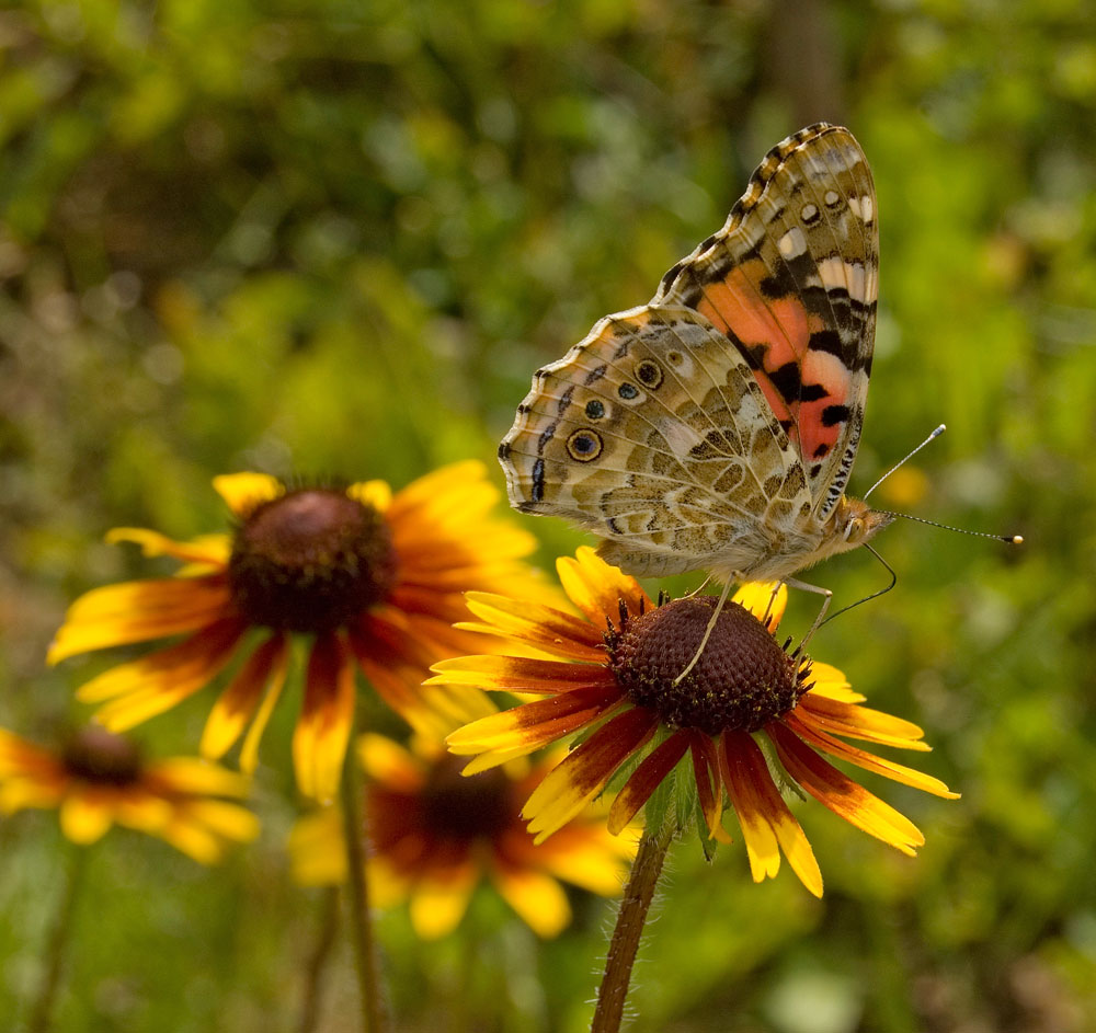 Image of Rudbeckia hirta specimen.