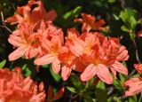 Rhododendron molle subspecies japonicum. Цветки. Москва, ботанический сад МГУ \"Аптекарский огород\". 25.05.2015.