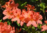 Rhododendron molle подвид japonicum. Цветки. Москва, ботанический сад МГУ \"Аптекарский огород\". 25.05.2015.