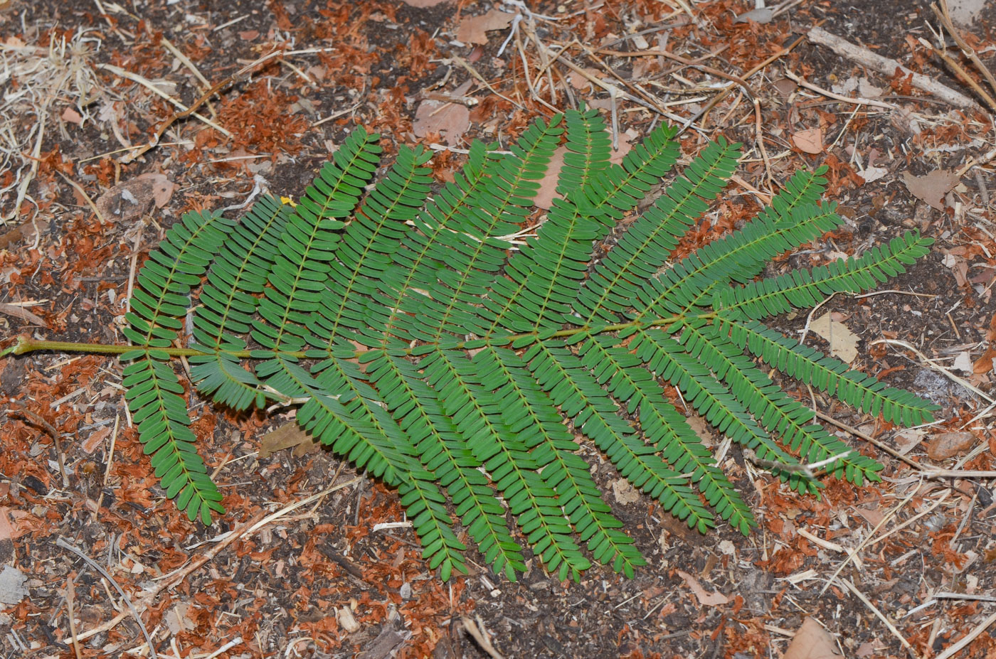 Image of Peltophorum africanum specimen.