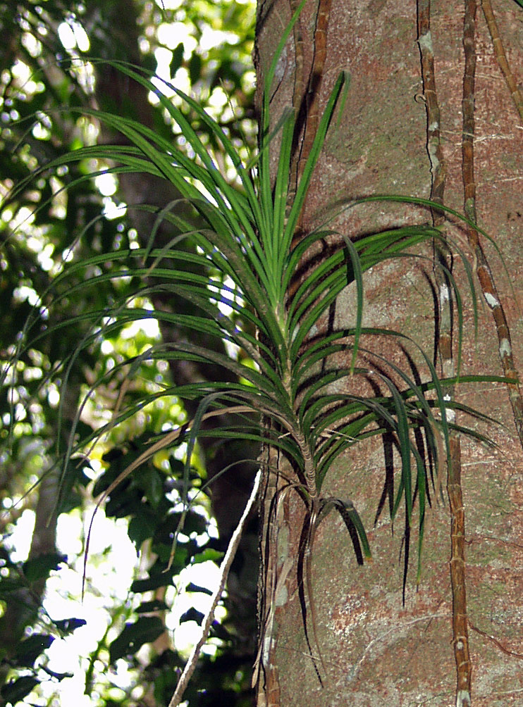 Изображение особи Freycinetia excelsa.