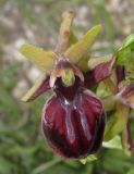 Ophrys mammosa. Цветок. Крым, Ленинский р-н, окр. г. Щелкино, луг-пастбище на умеренно засоленных песках. 7 мая 2017 г.