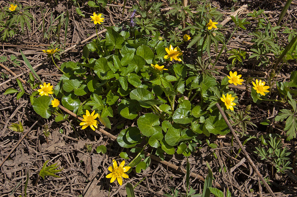 Image of Ficaria verna specimen.