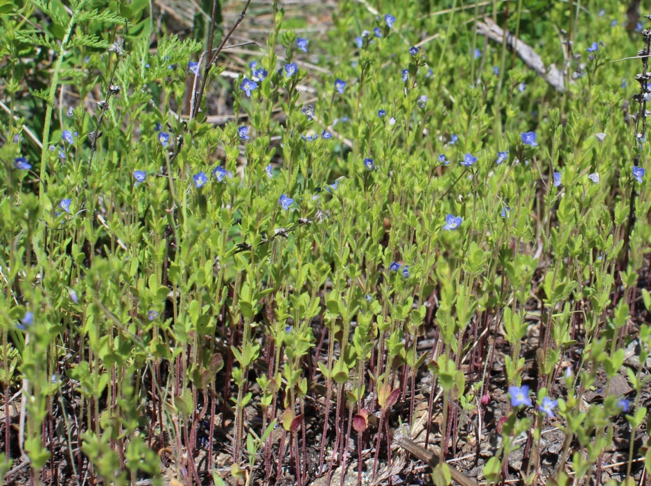 Image of Veronica dillenii specimen.