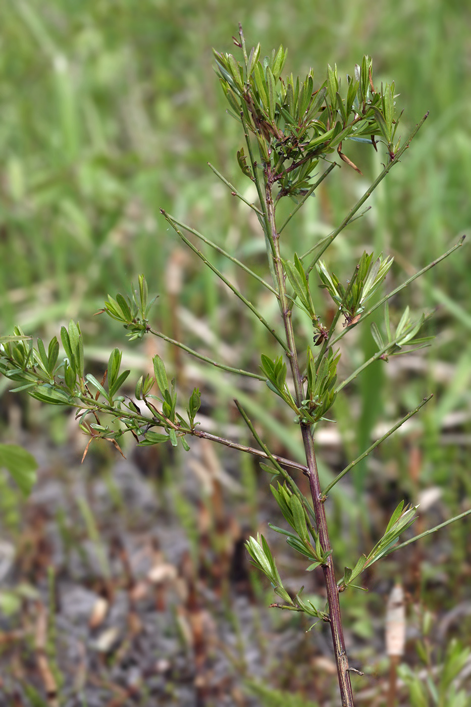 Image of Genista tinctoria specimen.