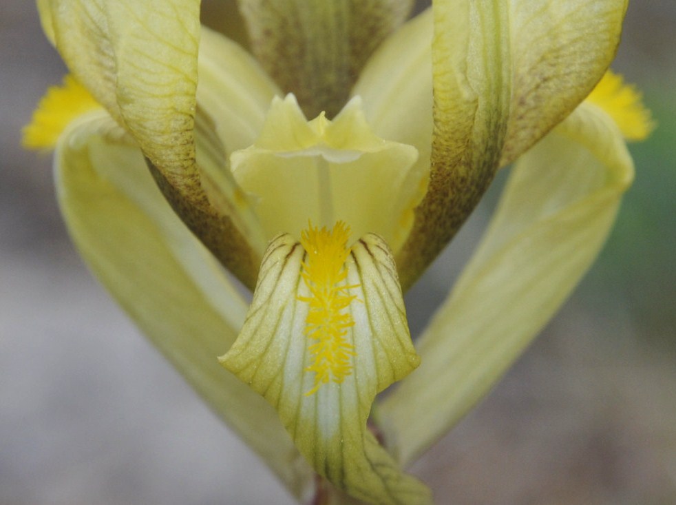 Image of Iris reichenbachii specimen.