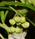 Gomphocarpus physocarpus. Верхушка побега с бутонизирующим соцветием. Израиль, впадина Мёртвого моря, киббуц Эйн-Геди. 26.04.2017.