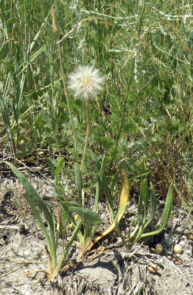 Image of Scorzonera parviflora specimen.