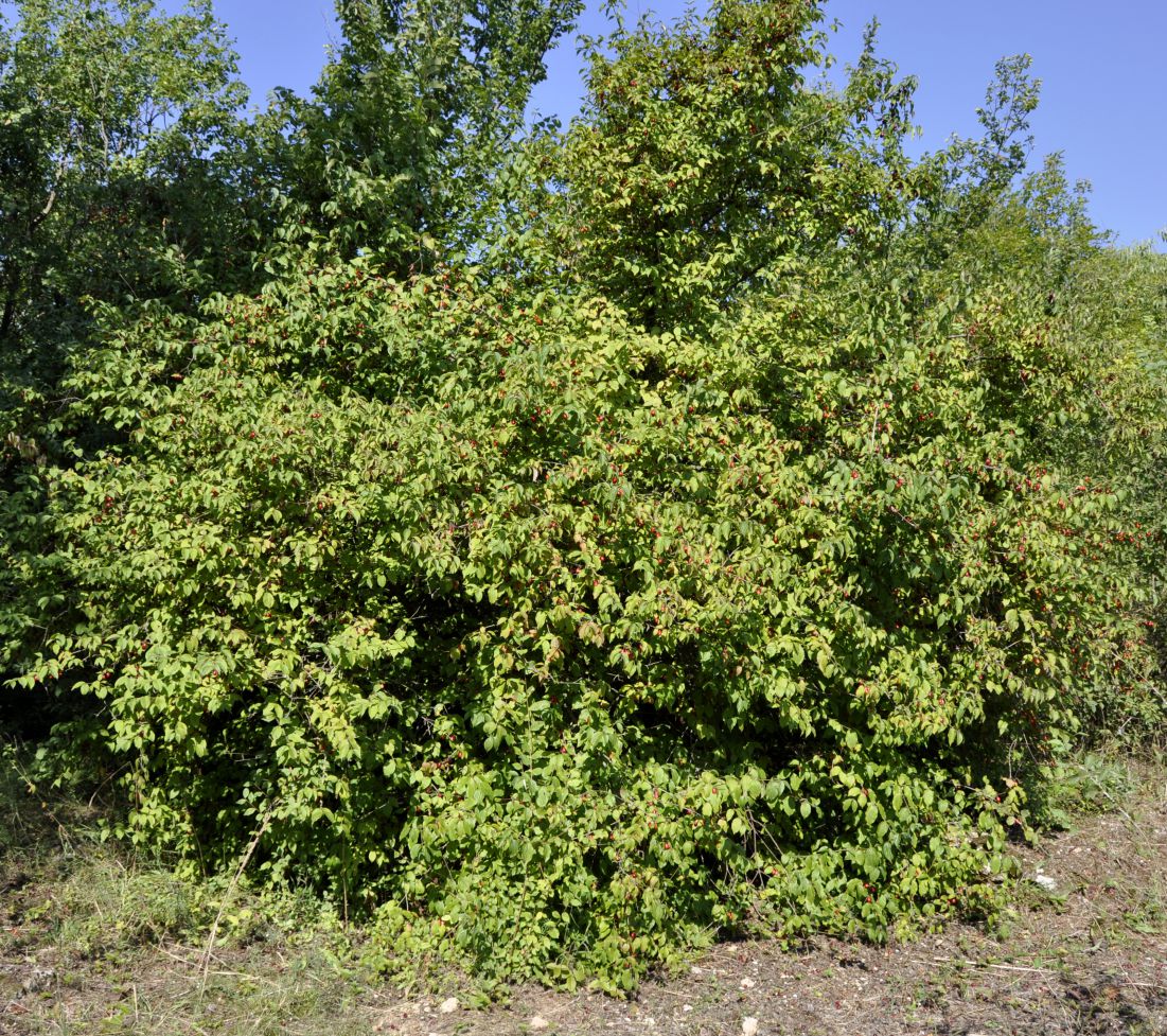 Image of Cornus mas specimen.