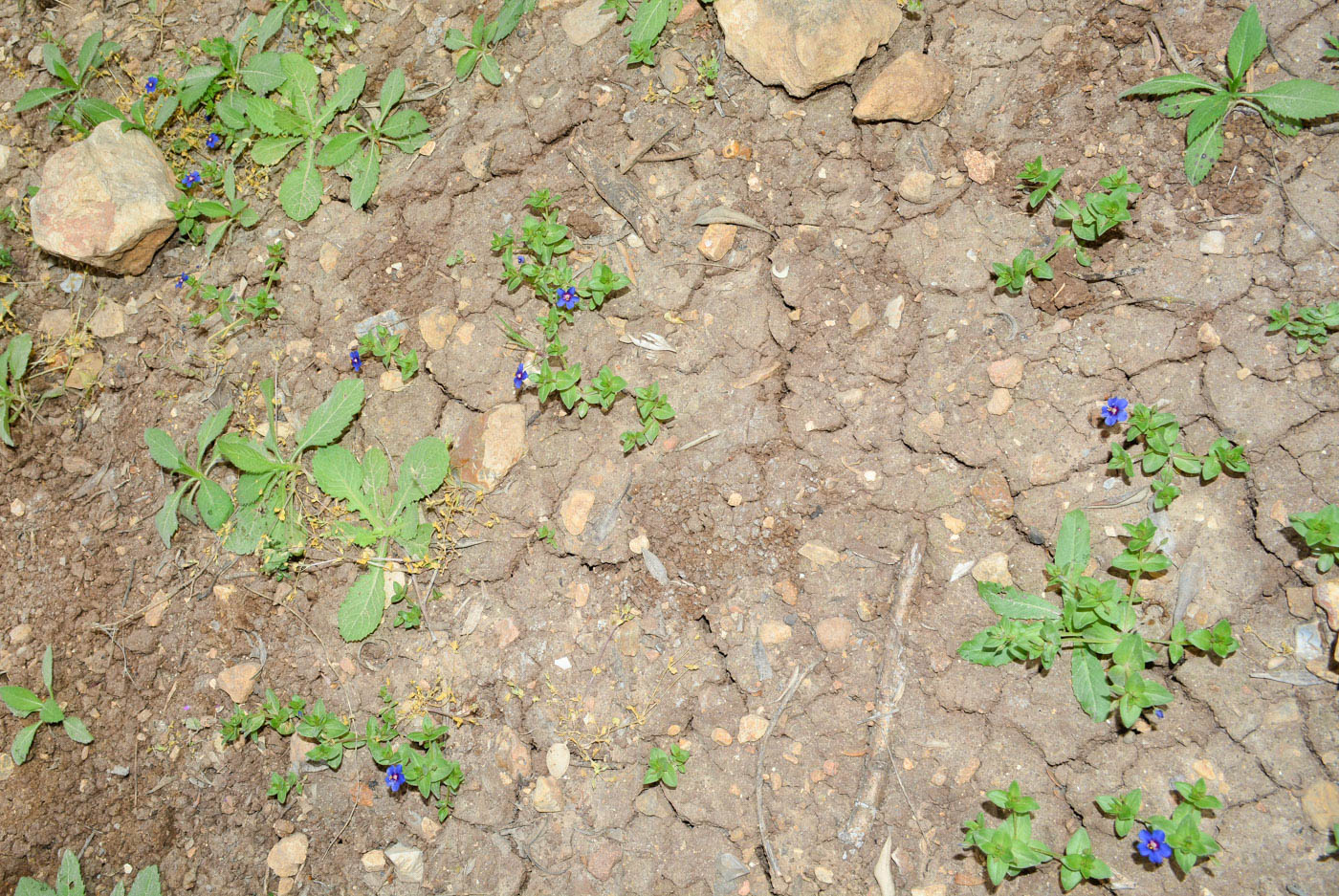 Изображение особи Anagallis arvensis.