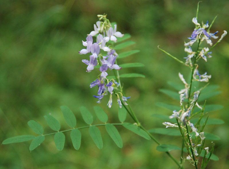 Изображение особи Galega officinalis.