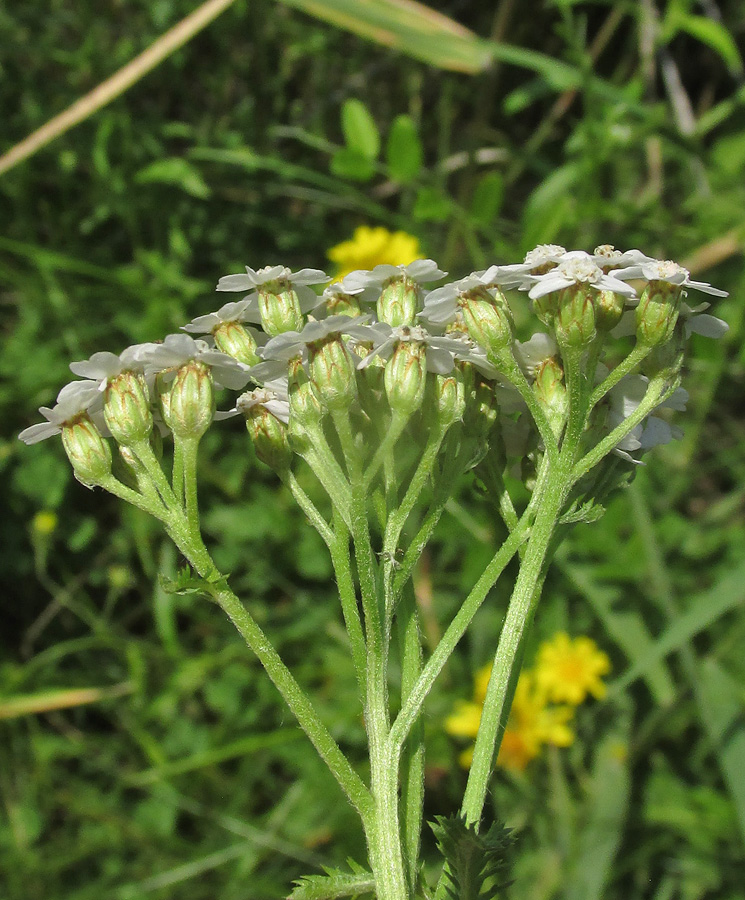 Image of Achillea millefolium specimen.