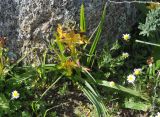 Wachendorfia paniculata